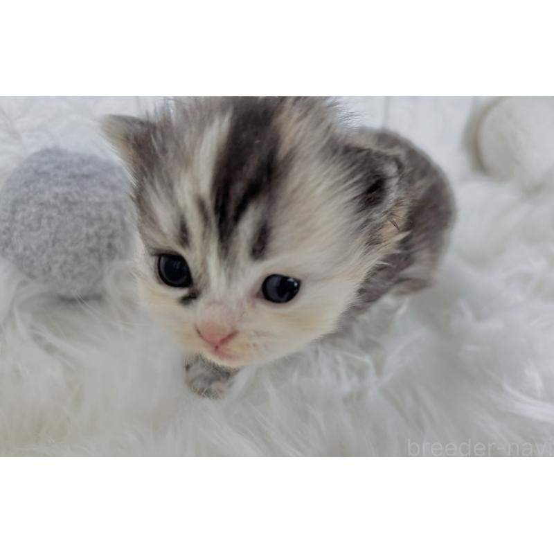 販売中の福岡県のミヌエット-134860の4枚目