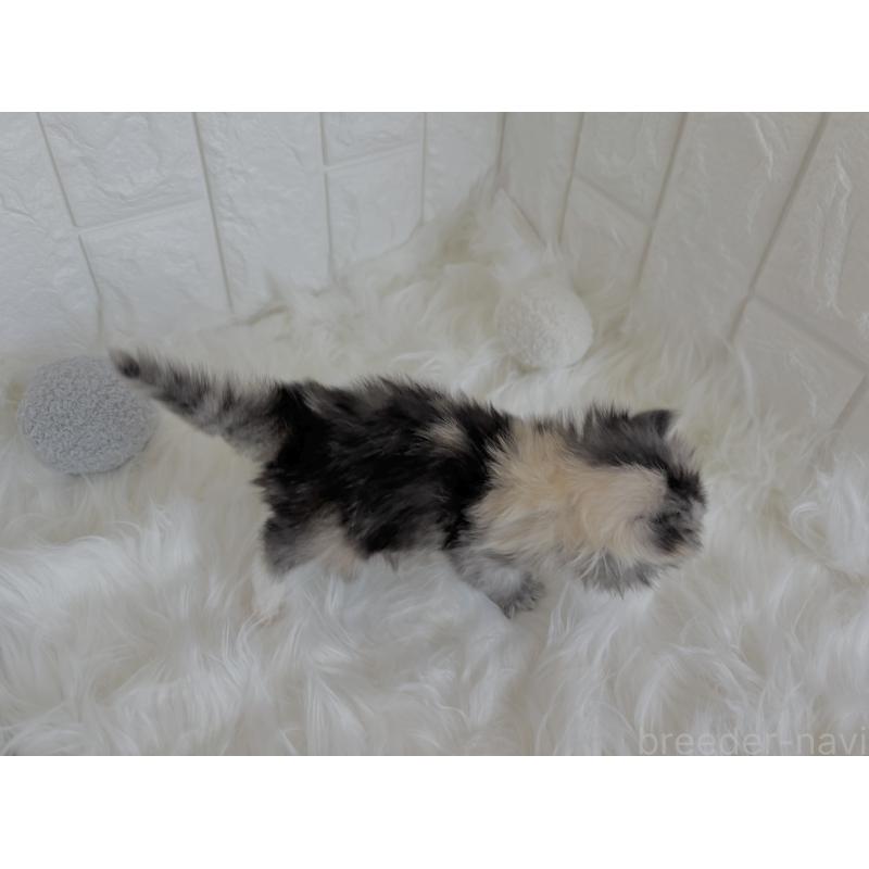 販売中の福岡県のミヌエット-134860の3枚目