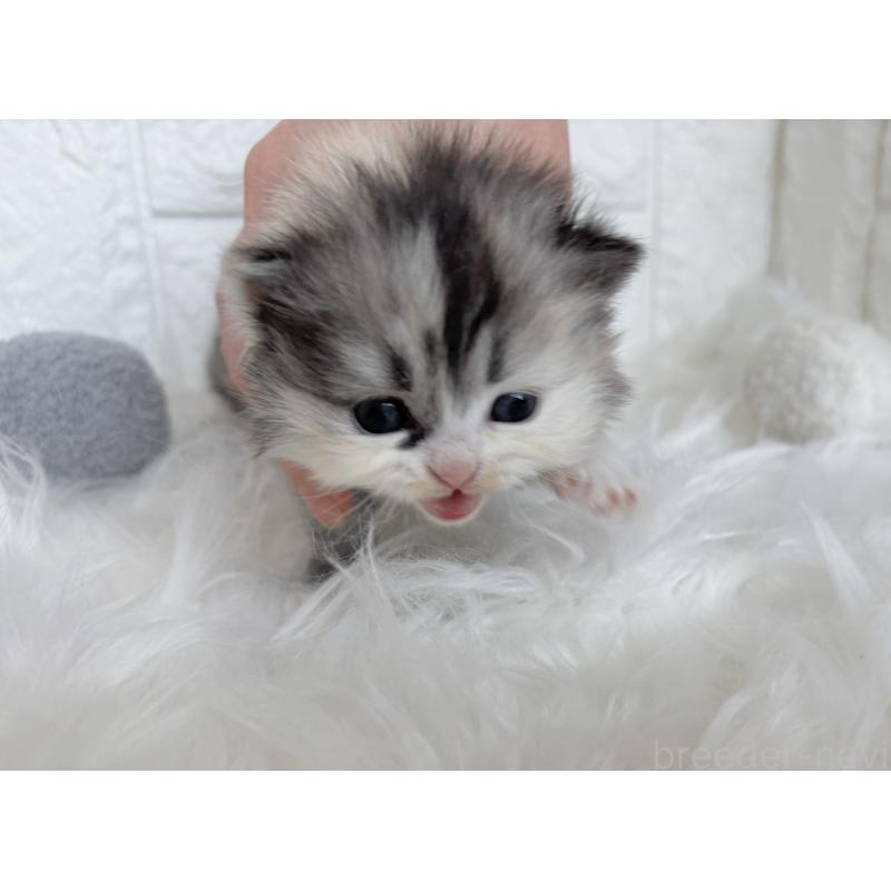 販売中の福岡県のミヌエット-134860の2枚目