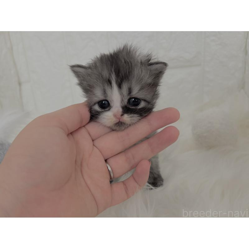 販売中の福岡県のミヌエット-134861の4枚目