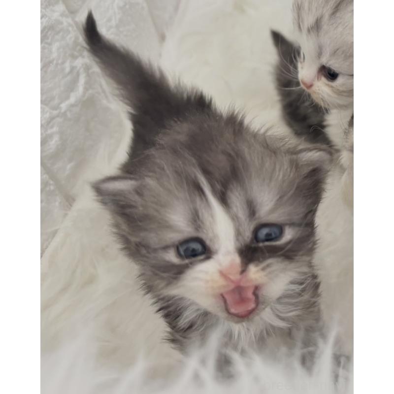 販売中の福岡県のミヌエット-134861の3枚目