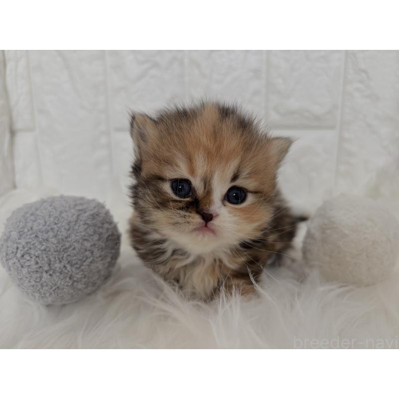 販売中の福岡県のミヌエット-134862の5枚目