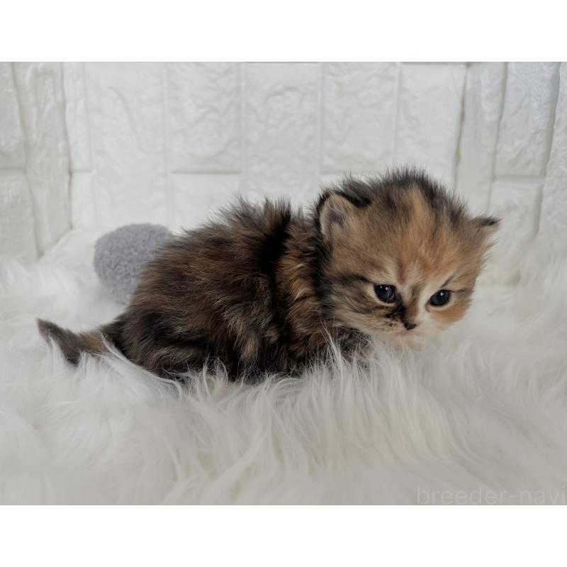 販売中の福岡県のミヌエット-134862の4枚目