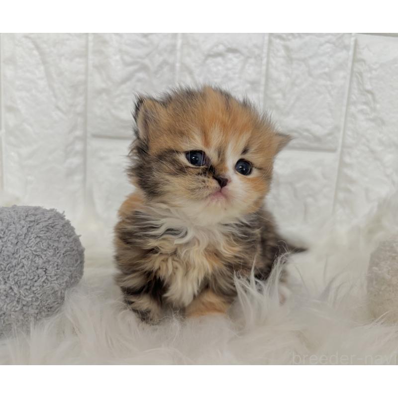 販売中の福岡県のミヌエット-134862の3枚目