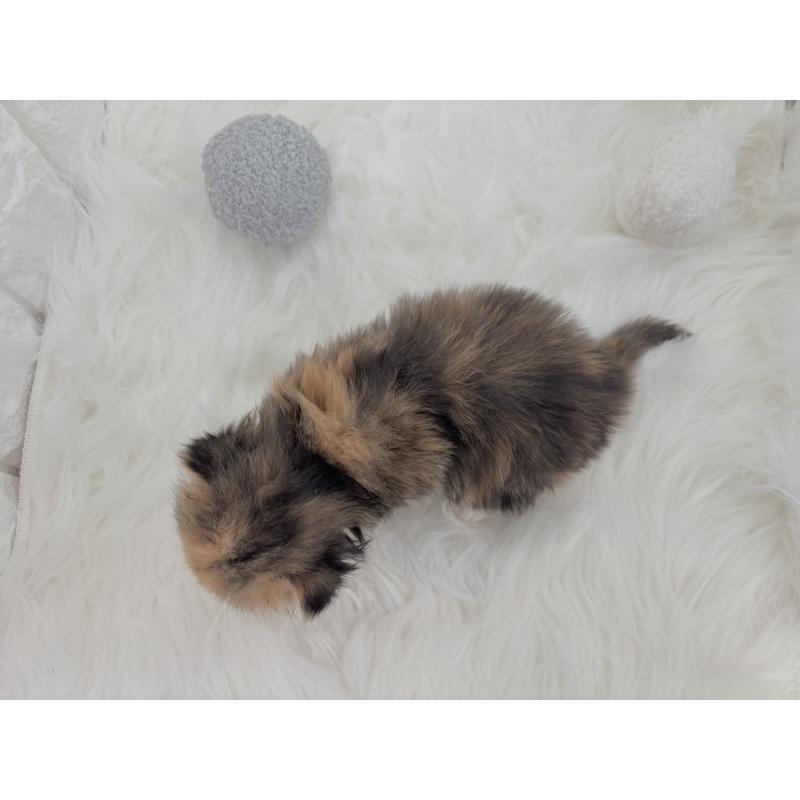 販売中の福岡県のミヌエット-134862の2枚目