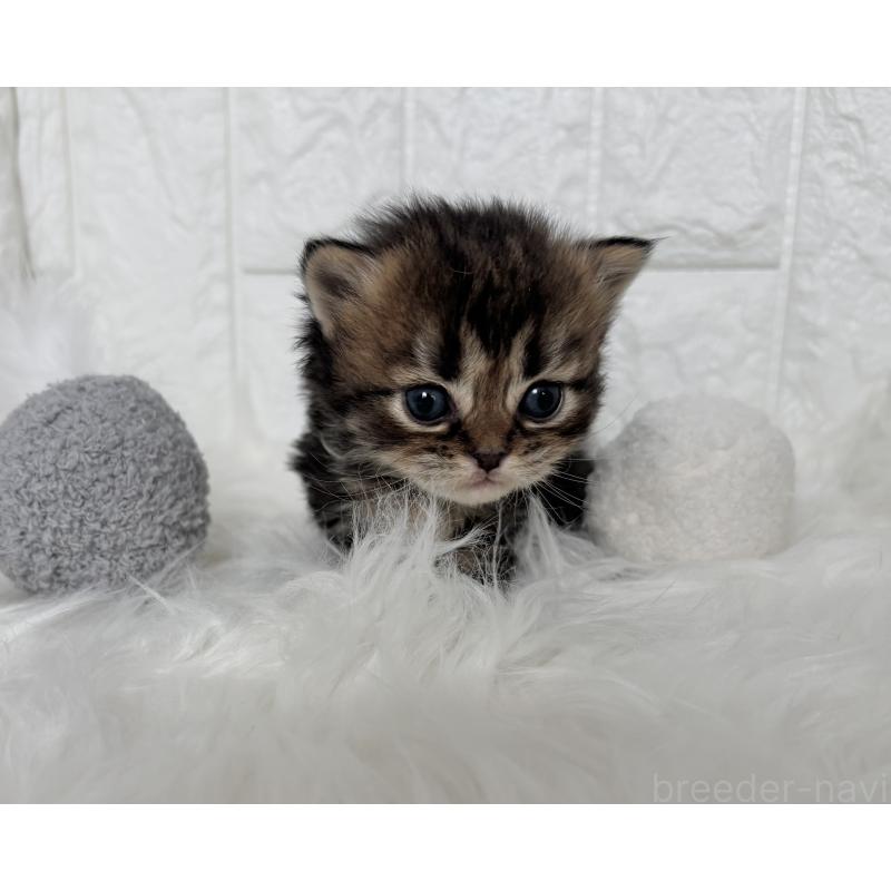 販売中の福岡県のミヌエット-134863の4枚目