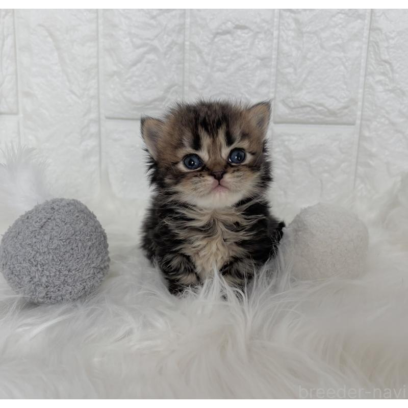 販売中の福岡県のミヌエット-134863の3枚目