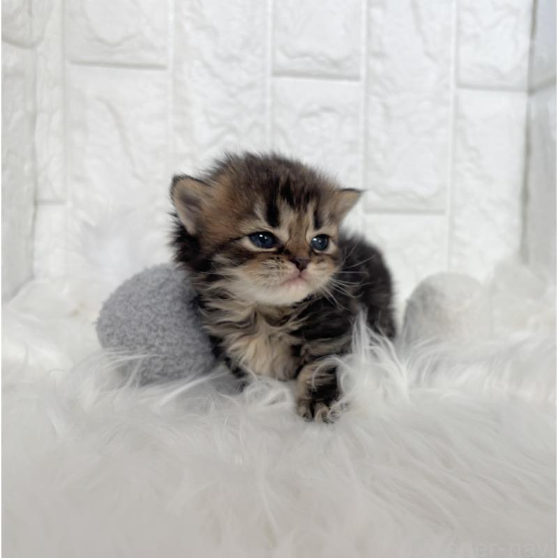 販売中の福岡県のミヌエット-134863の2枚目