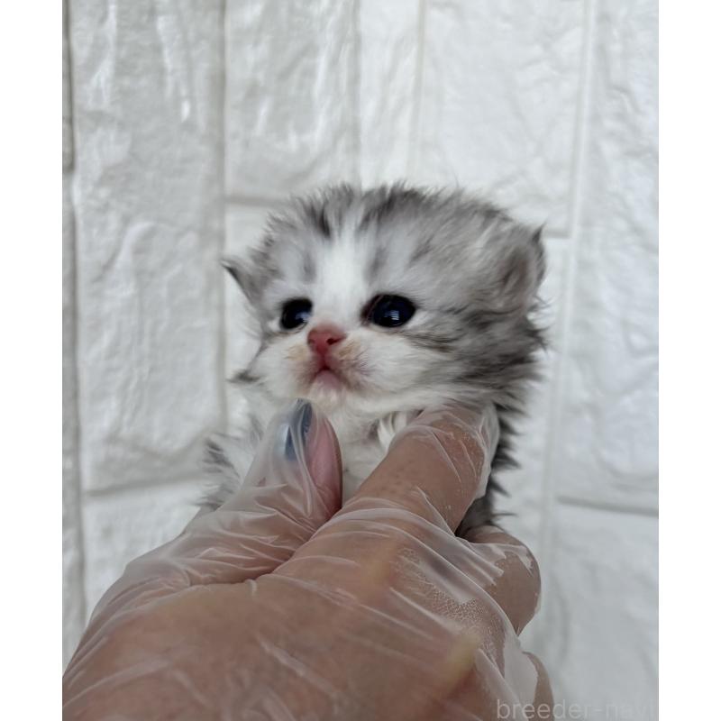 販売中の福岡県のミヌエット-134859の3枚目