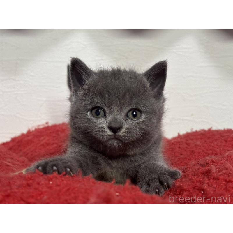 販売中の神奈川県のブリティッシュショートヘア-134864の10枚目