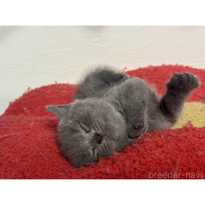 販売中の神奈川県のブリティッシュショートヘア-134864の9枚目