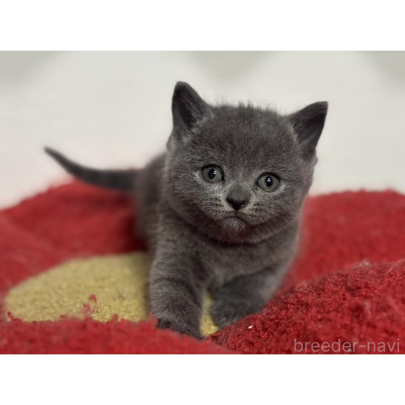 販売中の神奈川県のブリティッシュショートヘア-134864の8枚目