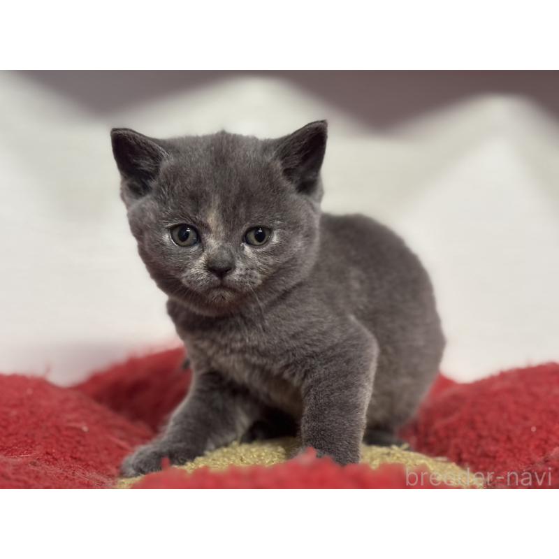 販売中の神奈川県のブリティッシュショートヘア-134865の12枚目