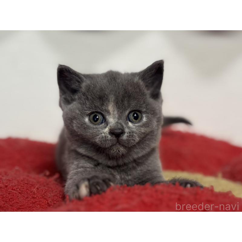 販売中の神奈川県のブリティッシュショートヘア-134865の11枚目