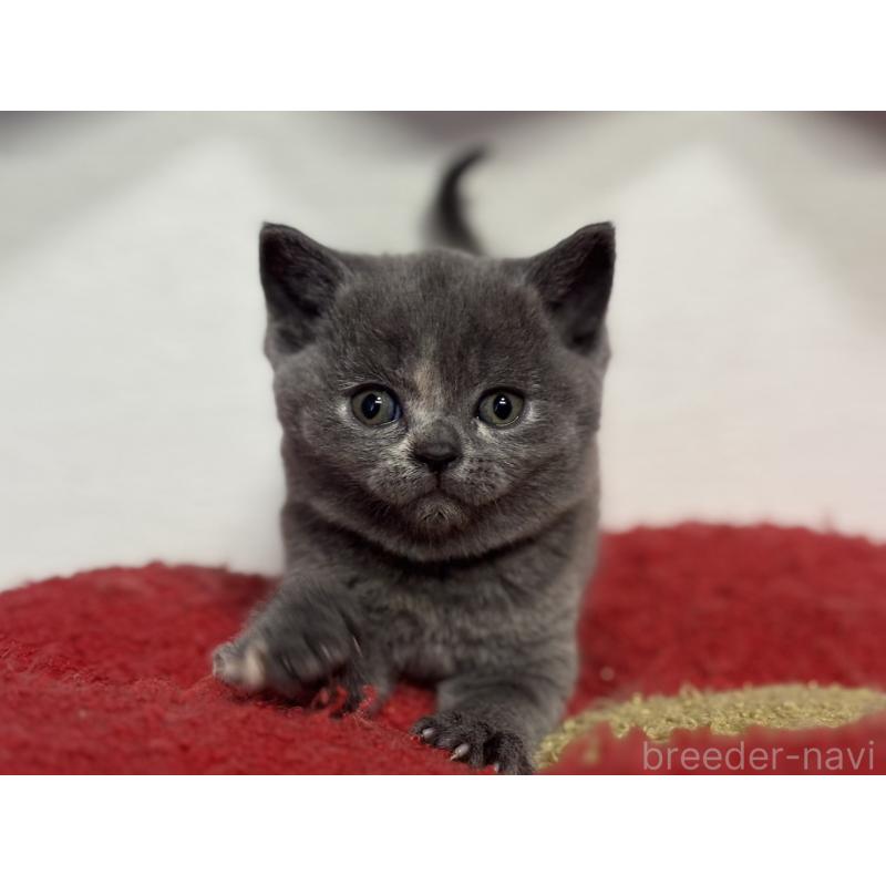 販売中の神奈川県のブリティッシュショートヘア-134865の10枚目