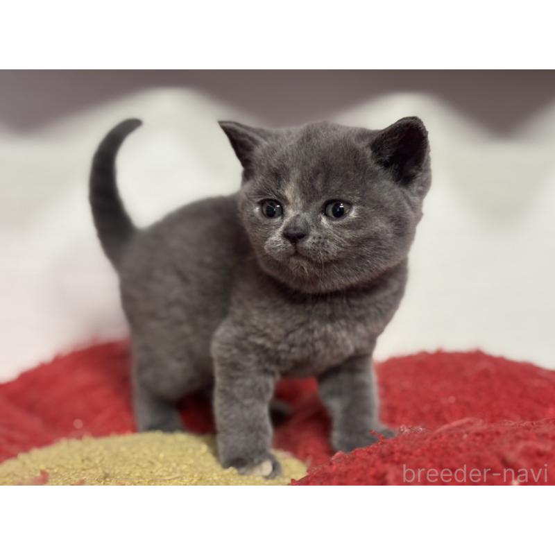 販売中の神奈川県のブリティッシュショートヘア-134865の9枚目