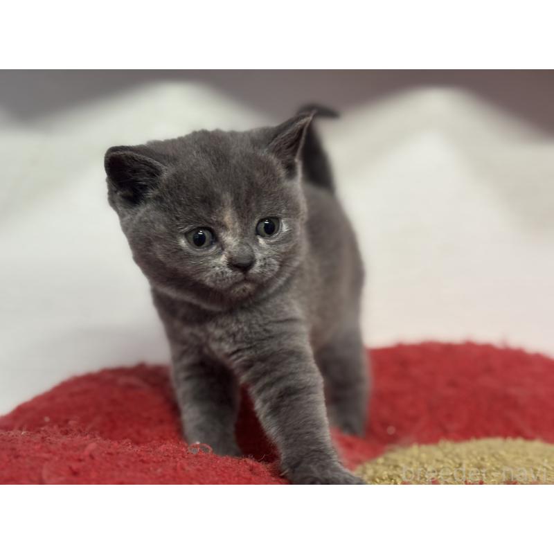 販売中の神奈川県のブリティッシュショートヘア-134865の8枚目