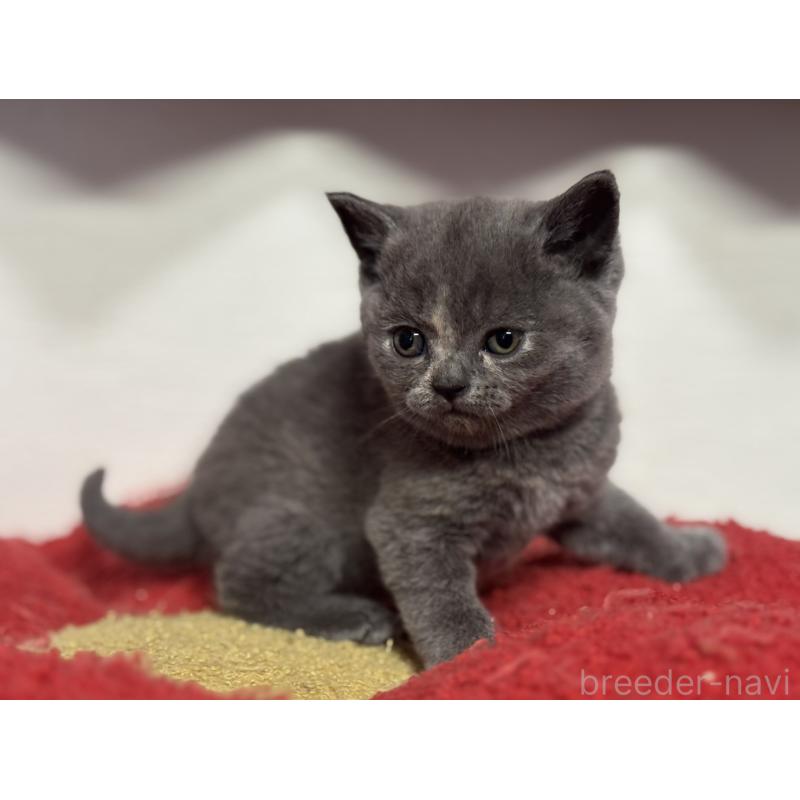 販売中の神奈川県のブリティッシュショートヘア-134865の7枚目