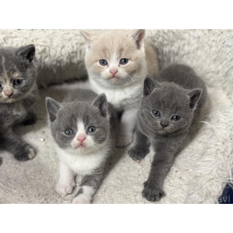 販売中の神奈川県のブリティッシュショートヘア-134865の6枚目