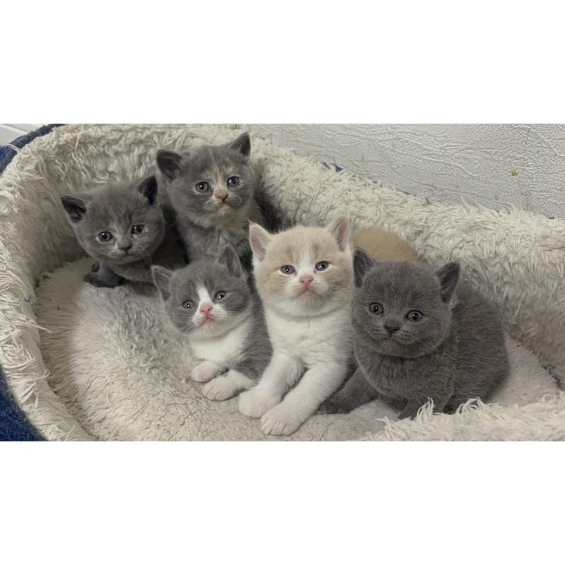 販売中の神奈川県のブリティッシュショートヘア-134864の6枚目