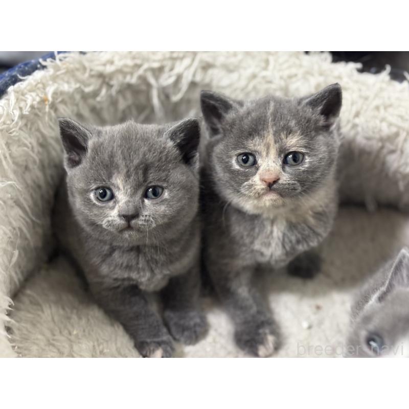 販売中の神奈川県のブリティッシュショートヘア-134864の2枚目