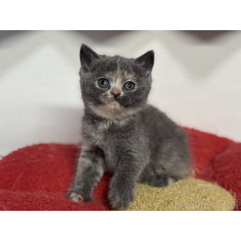 販売中の神奈川県のブリティッシュショートヘア-134866の11枚目