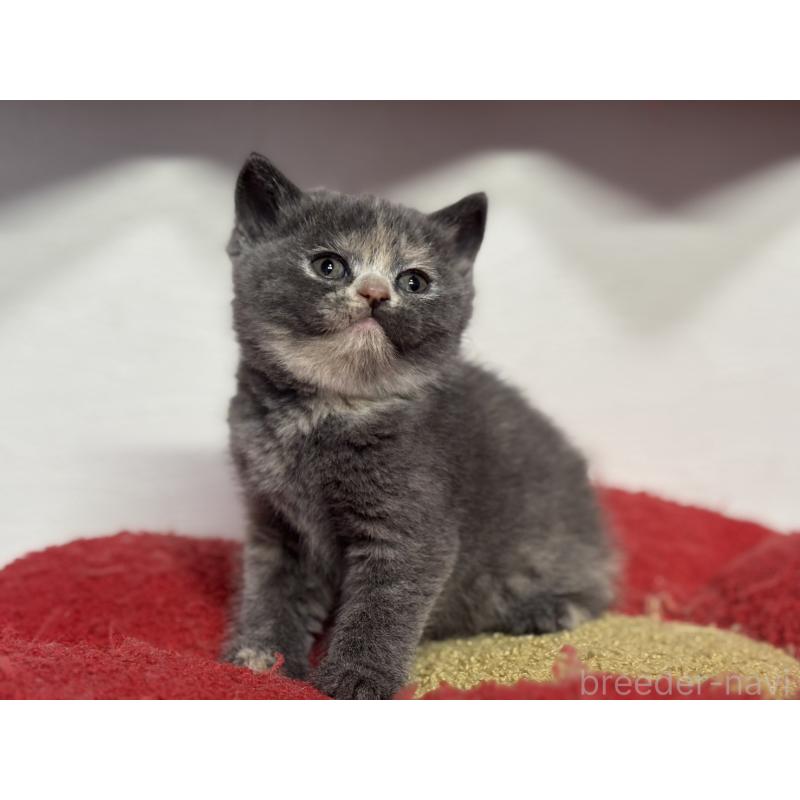 販売中の神奈川県のブリティッシュショートヘア-134866の10枚目