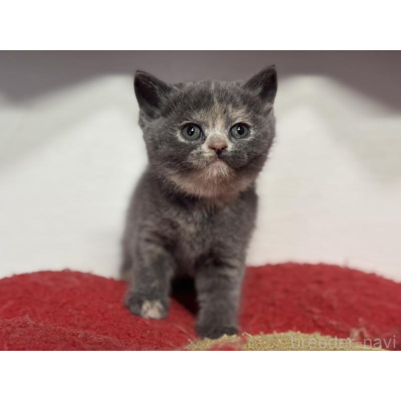 販売中の神奈川県のブリティッシュショートヘア-134866の9枚目