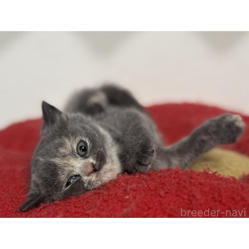 販売中の神奈川県のブリティッシュショートヘア-134866の8枚目