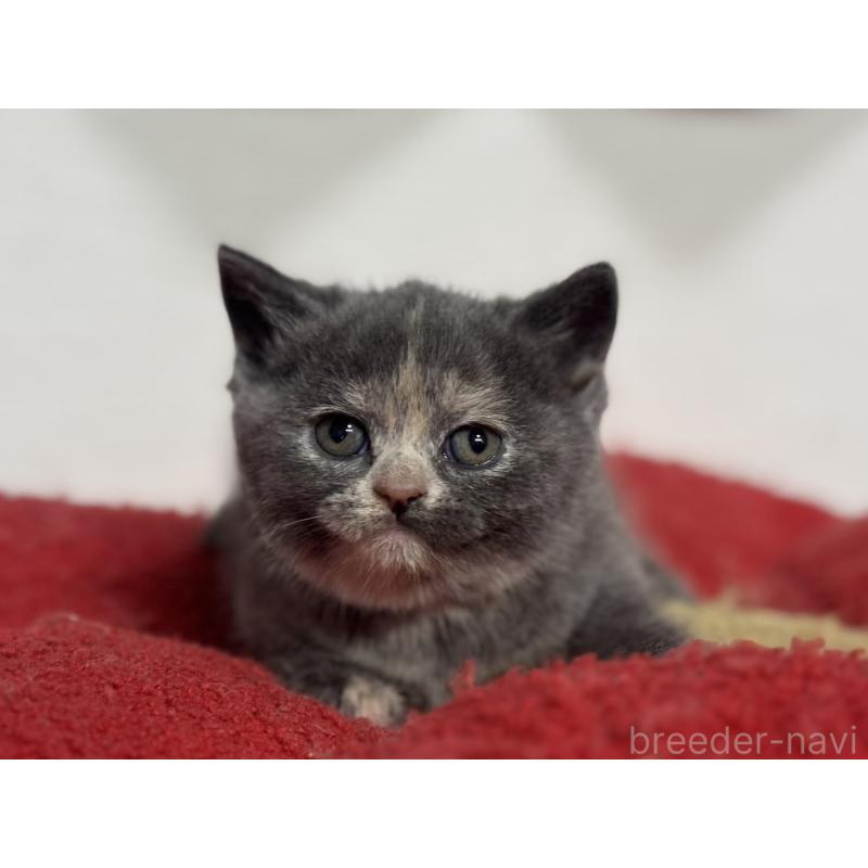 販売中の神奈川県のブリティッシュショートヘア-134866の7枚目