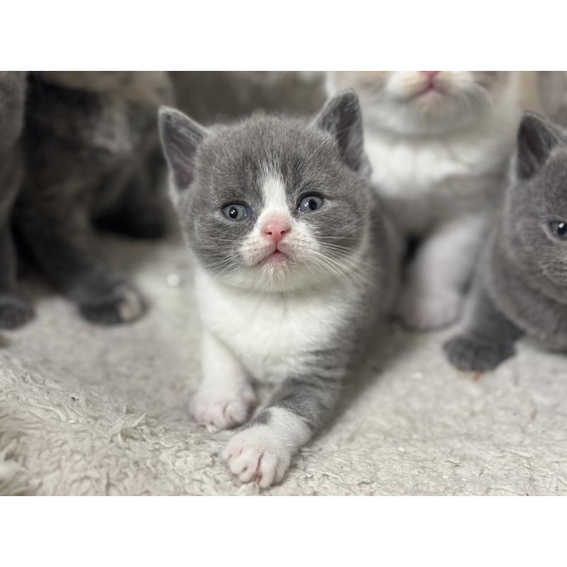 販売中の神奈川県のブリティッシュショートヘア-134866の3枚目