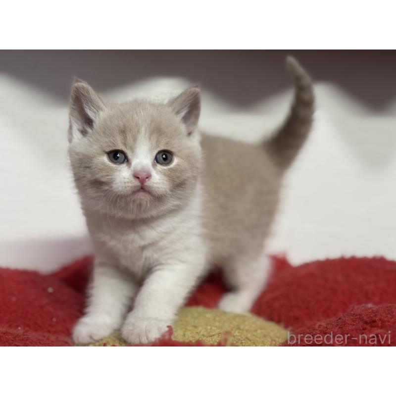 販売中の神奈川県のブリティッシュショートヘア-134867の12枚目