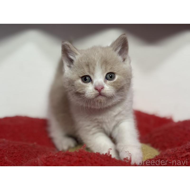 販売中の神奈川県のブリティッシュショートヘア-134867の10枚目