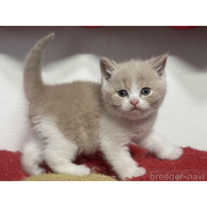 販売中の神奈川県のブリティッシュショートヘア-134867の8枚目