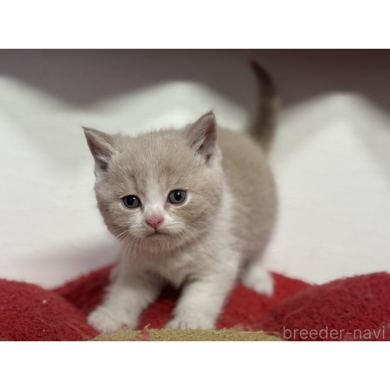 販売中の神奈川県のブリティッシュショートヘア-134867の7枚目