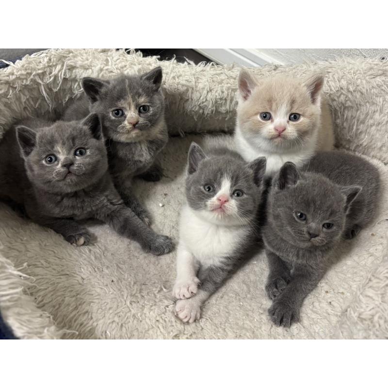 販売中の神奈川県のブリティッシュショートヘア-134867の3枚目