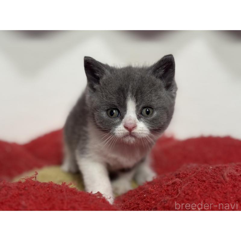 販売中の神奈川県のブリティッシュショートヘア-134868の12枚目