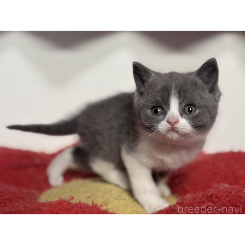 販売中の神奈川県のブリティッシュショートヘア-134868の10枚目