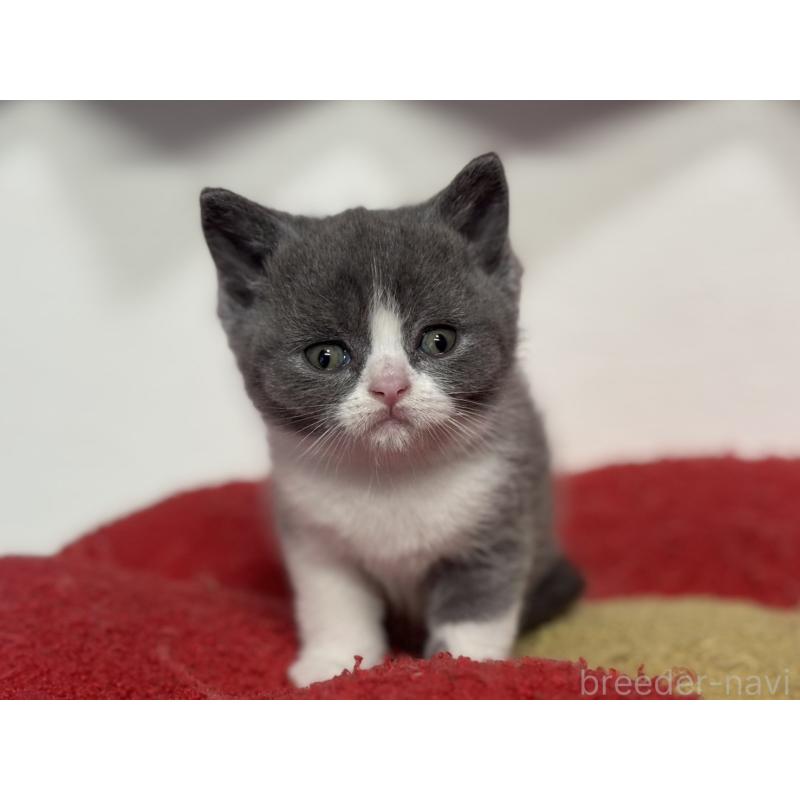 販売中の神奈川県のブリティッシュショートヘア-134868の9枚目