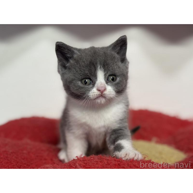 販売中の神奈川県のブリティッシュショートヘア-134868の8枚目