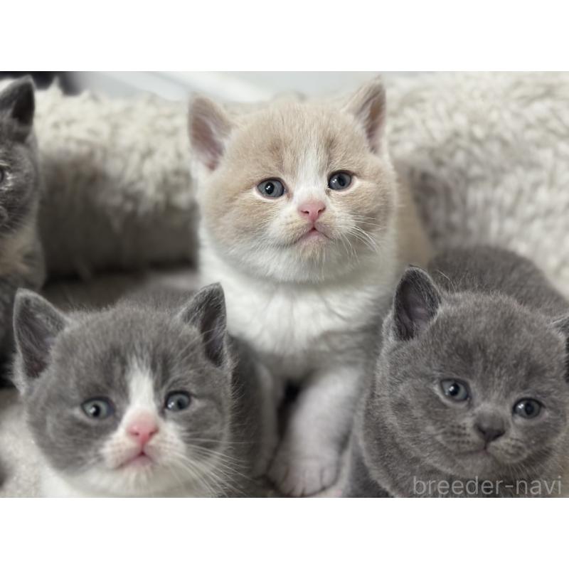 販売中の神奈川県のブリティッシュショートヘア-134868の3枚目