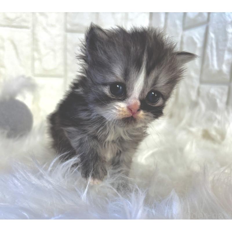 販売中の福岡県のミヌエット-134861の2枚目