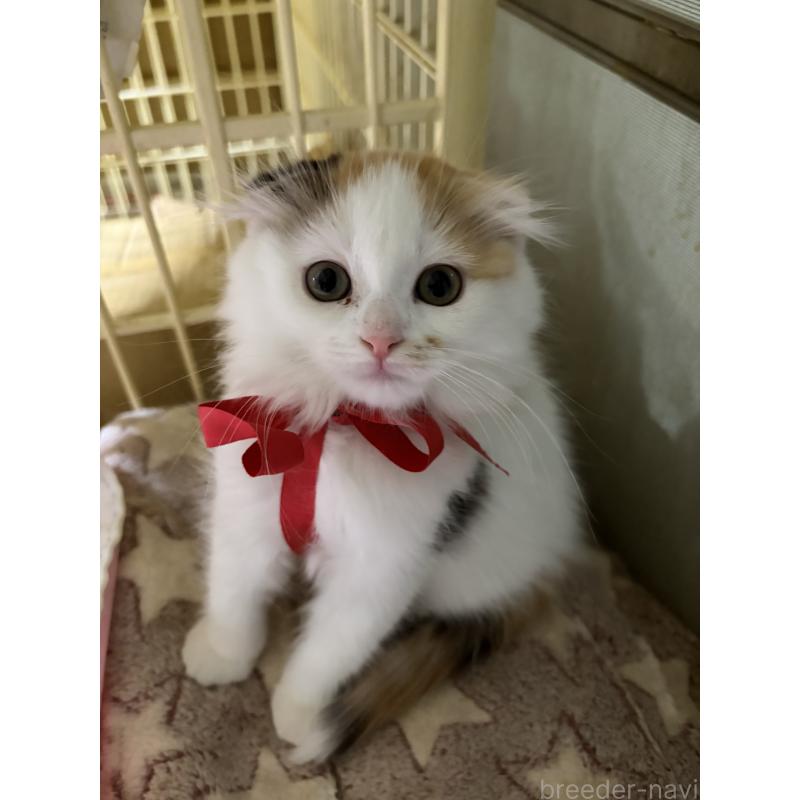 販売中の神奈川県のスコティッシュフォールド(折れ耳)-132865の1枚目