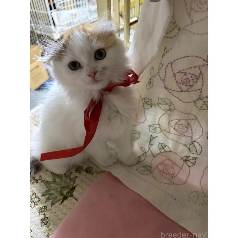 販売中の神奈川県のスコティッシュフォールド(折れ耳)-132865の8枚目