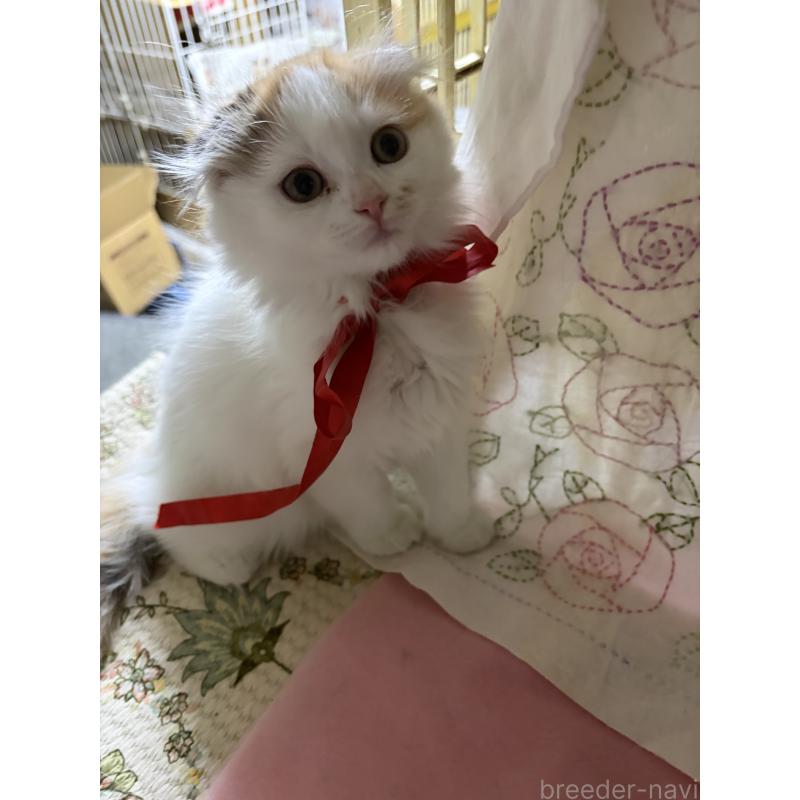 販売中の神奈川県のスコティッシュフォールド(折れ耳)-132865の6枚目