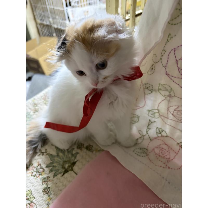 販売中の神奈川県のスコティッシュフォールド(折れ耳)-132865の5枚目