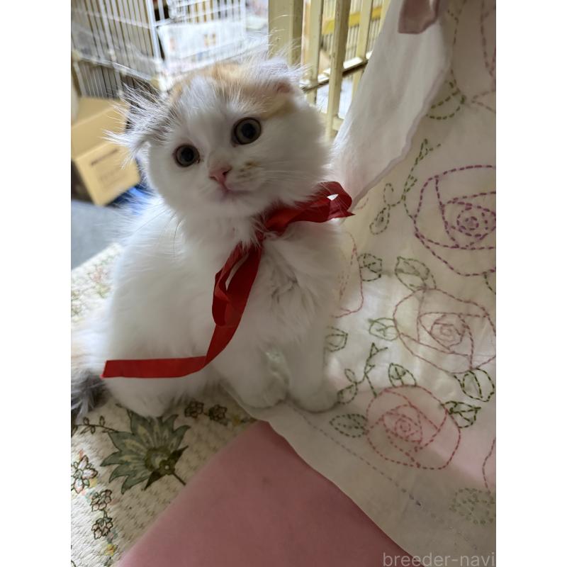 販売中の神奈川県のスコティッシュフォールド(折れ耳)-132865の4枚目