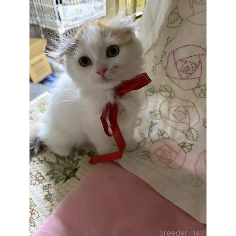 販売中の神奈川県のスコティッシュフォールド(折れ耳)-132865の3枚目