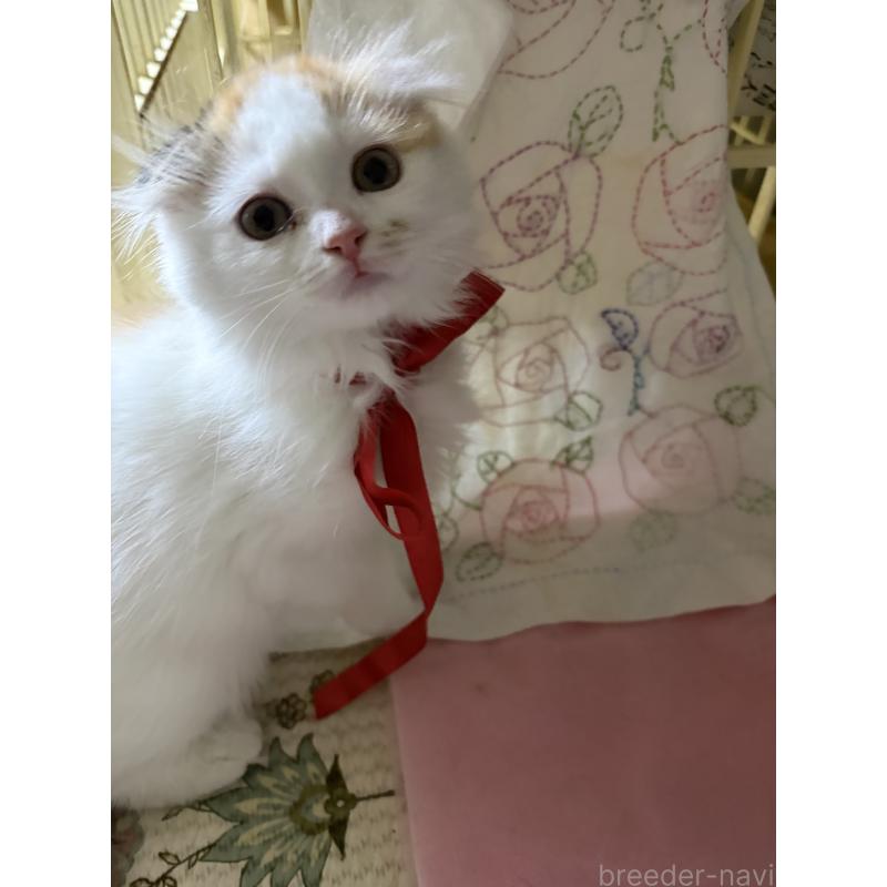 販売中の神奈川県のスコティッシュフォールド(折れ耳)-132865の2枚目