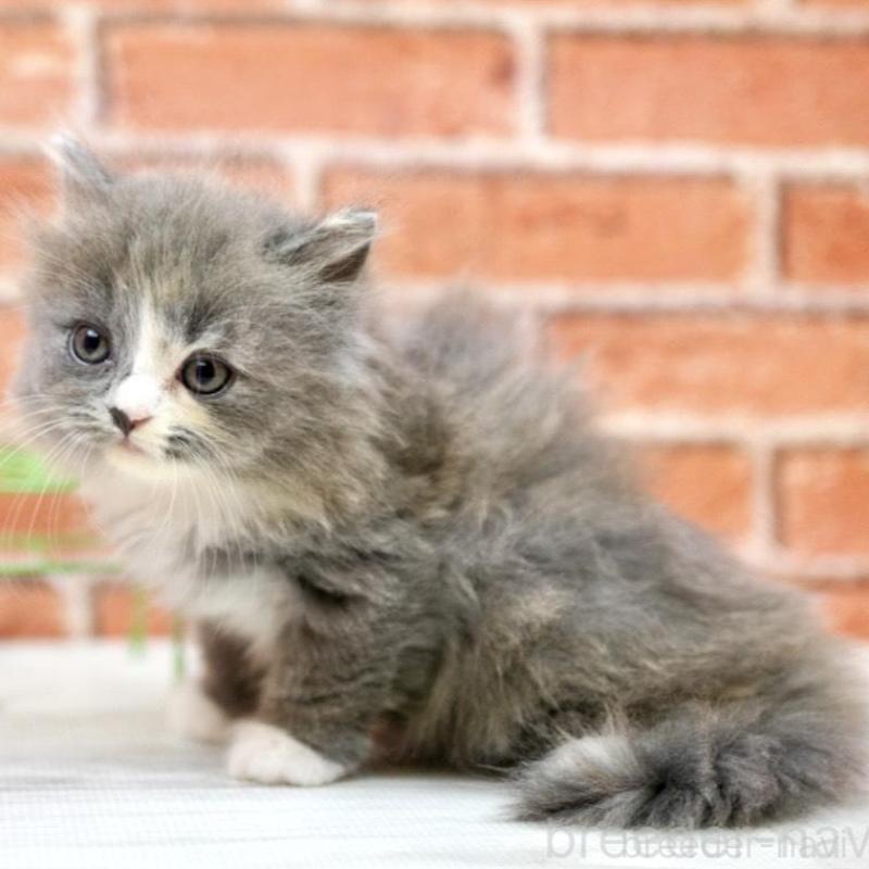 販売中の北海道のフォールデックス-133886の5枚目